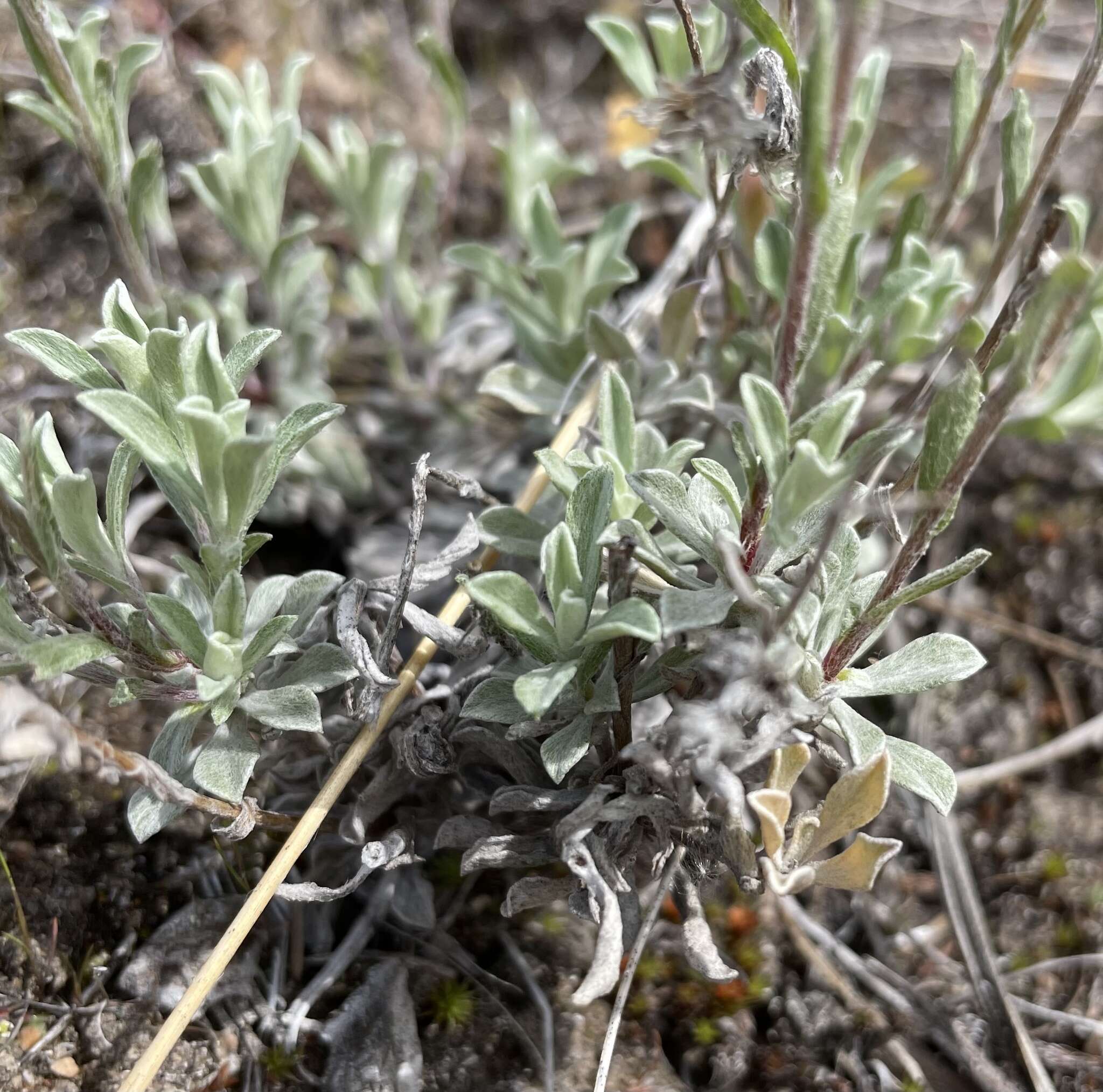 Imagem de Antennaria umbrinella Rydb.