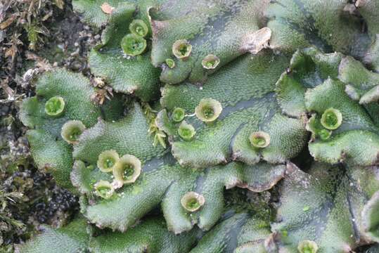 Image of common liverwort