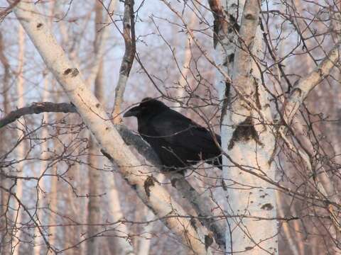 Plancia ëd Corvus corax kamtschaticus Dybowski 1883