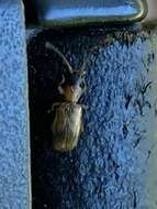 Image of Telephanus