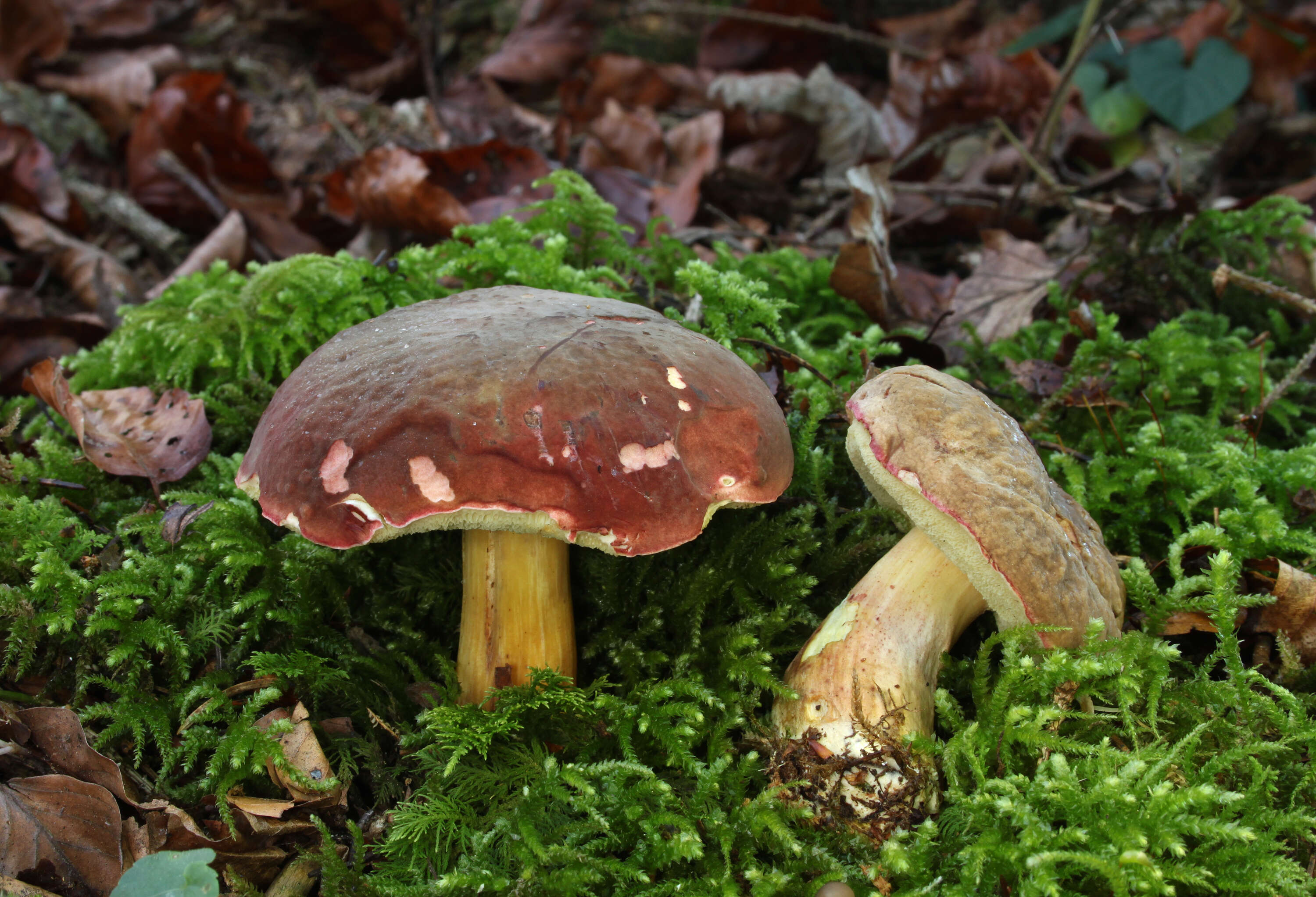 Image of Xerocomellus pruinatus (Fr. & Hök) Šutara 2008