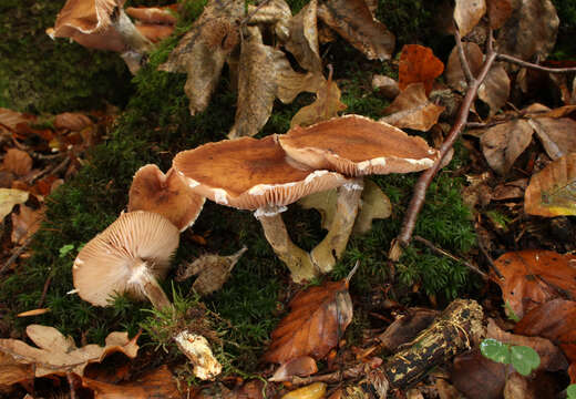 Image of Armillaria ostoyae (Romagn.) Herink 1973