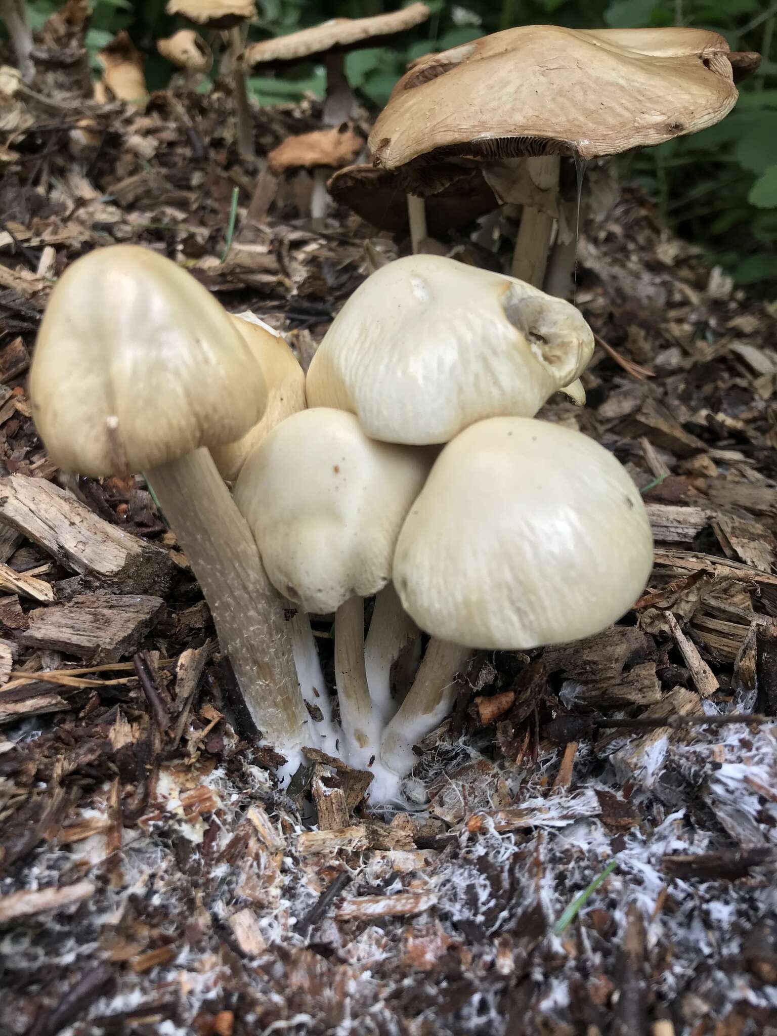 Image de Agrocybe rivulosa Nauta 2003