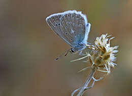 Image of Polyommatus daphnis