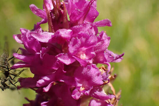 Gymnadenia chanousiana G. Foelsche & W. Foelsche的圖片