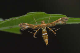 Image of Deuterocopus planeta Meyrick 1908