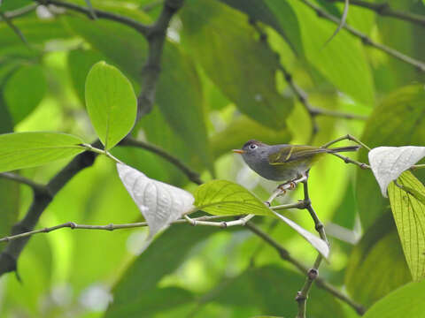 Image of Chestnut-crowned Warbler