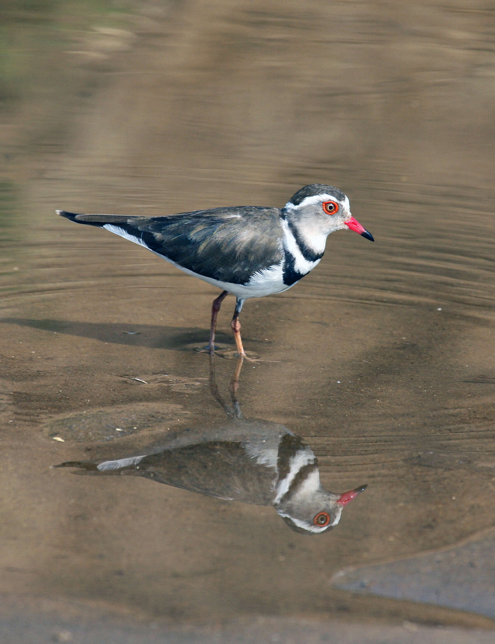 Image of African Three-banded Plover