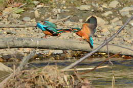 Image of Common Kingfisher