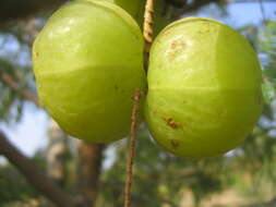 Plancia ëd Phyllanthus emblica L.