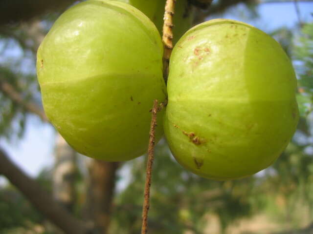 Plancia ëd Phyllanthus emblica L.