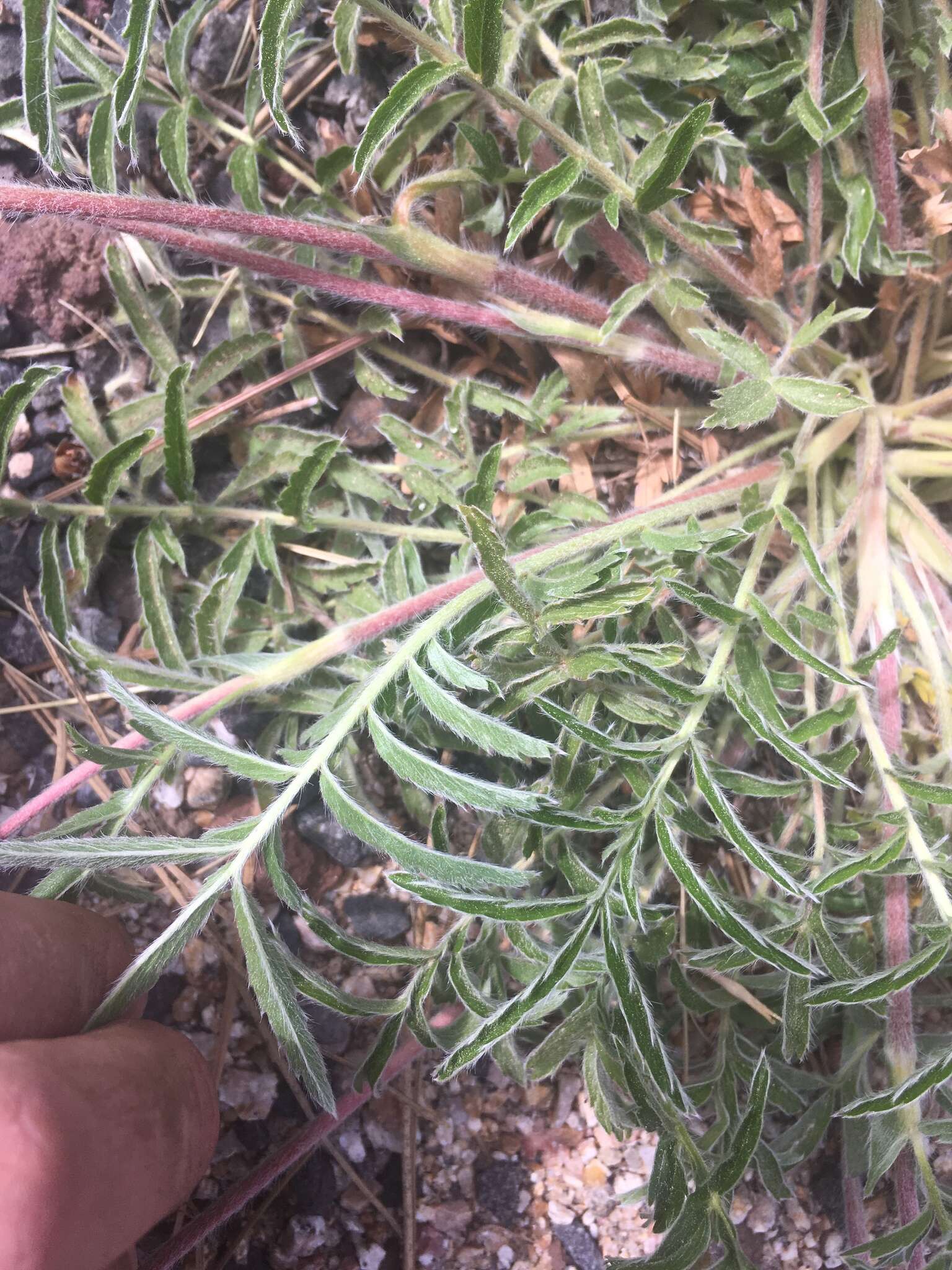 Potentilla crinita A. Gray resmi