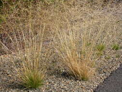 Image of rough bentgrass