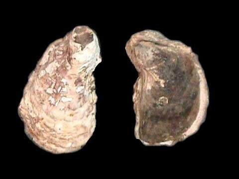 Crassostrea rhizophorae (Guilding 1828) resmi