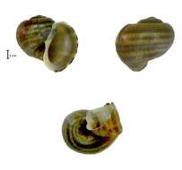 Image of Pomacea Perry 1810