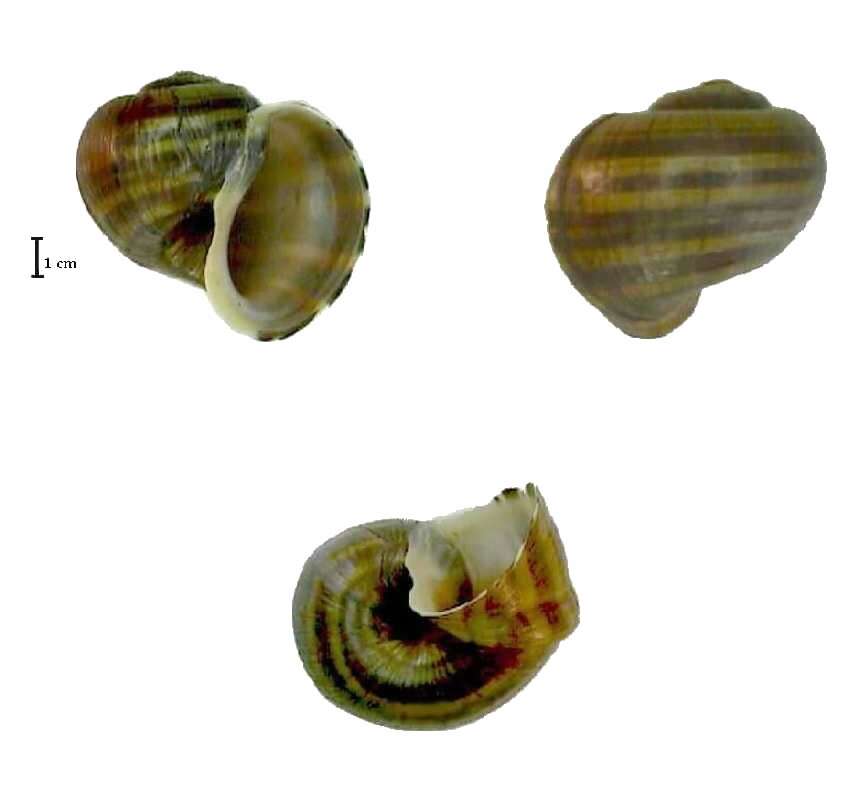 Image of Pomacea Perry 1810