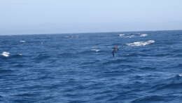 Image of Black-footed Albatross