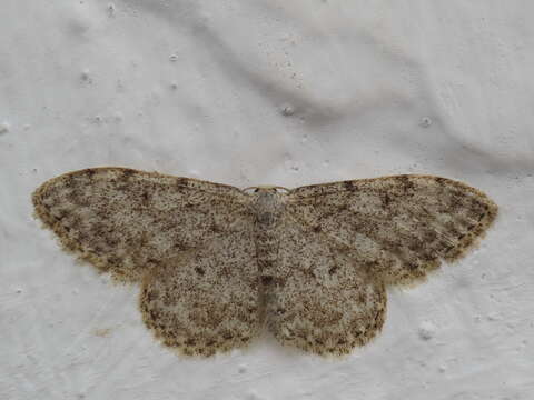 Image of Idaea alyssumata Millière 1873