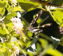 Image of Papilio delalandei Godart (1824)