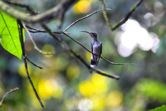 Image of Great-billed Hermit