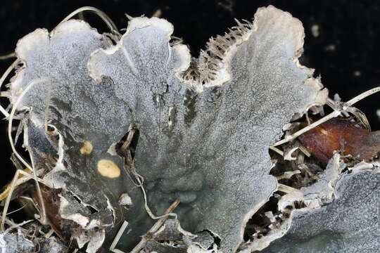 Image of felt lichen