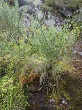 Plancia ëd Indigofera filifolia Thunb.