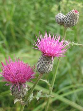 Image of swamp thistle