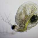 Imagem de Ceriodaphnia pulchella Sars 1862