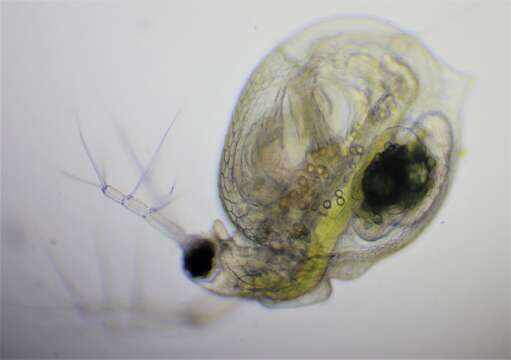 Image of Ceriodaphnia pulchella Sars 1862