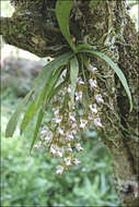 Image of Butterfly orchid