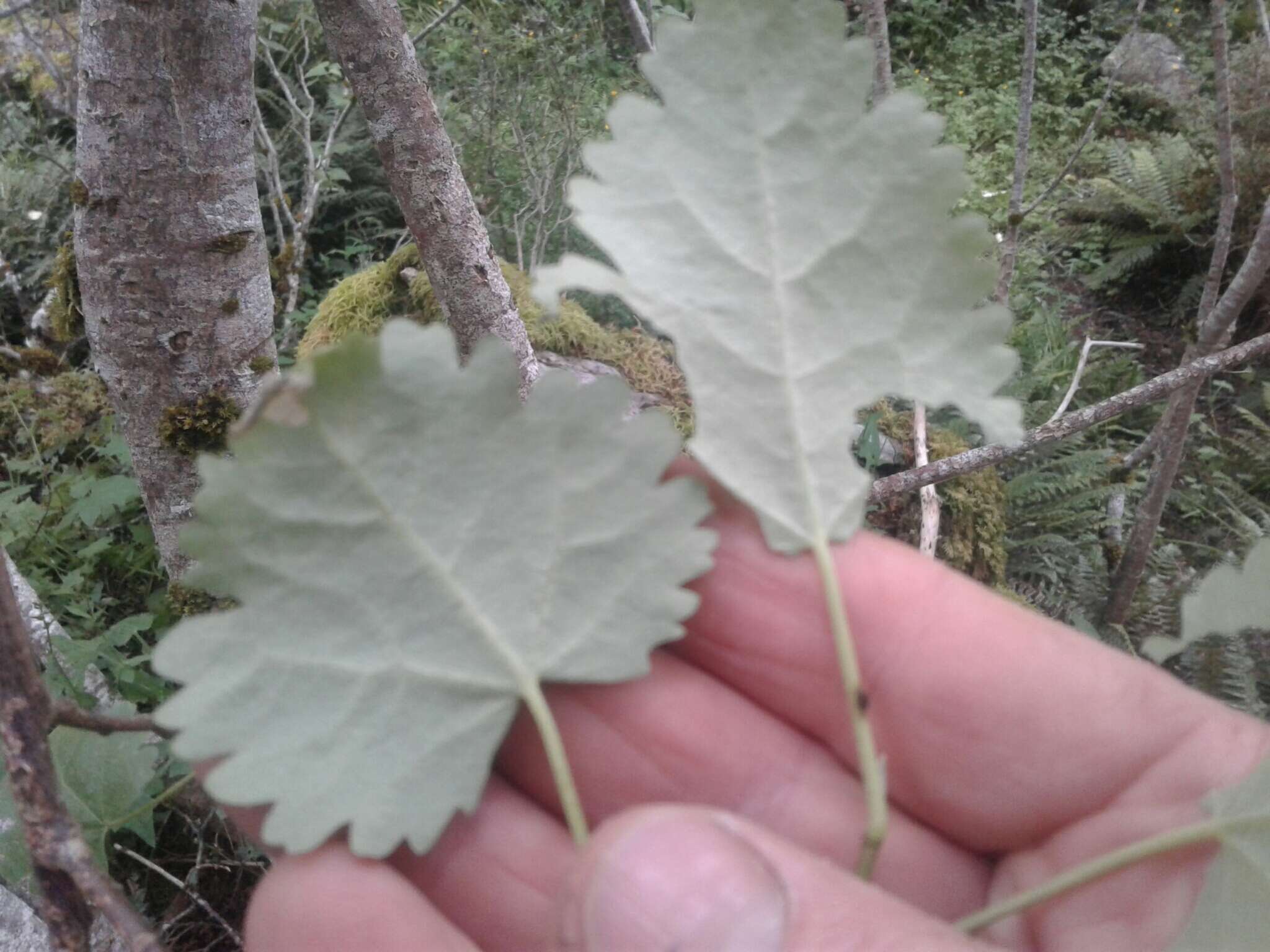 Image of Hoheria glabrata Sprague & Summerhayes