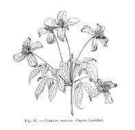 Image of Himalayan Clematis