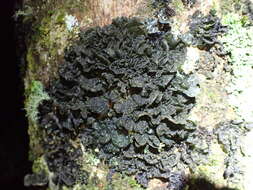 Image of Leptogium coralloideum (Meyen & Flot.) Vain.