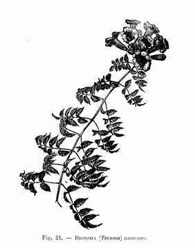 Image of trumpet creeper