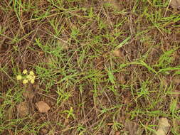 Imagem de Lomatium cookii J. S. Kagan