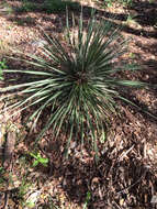 Image of Buckley's yucca