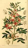 Image of Fraser's boronia