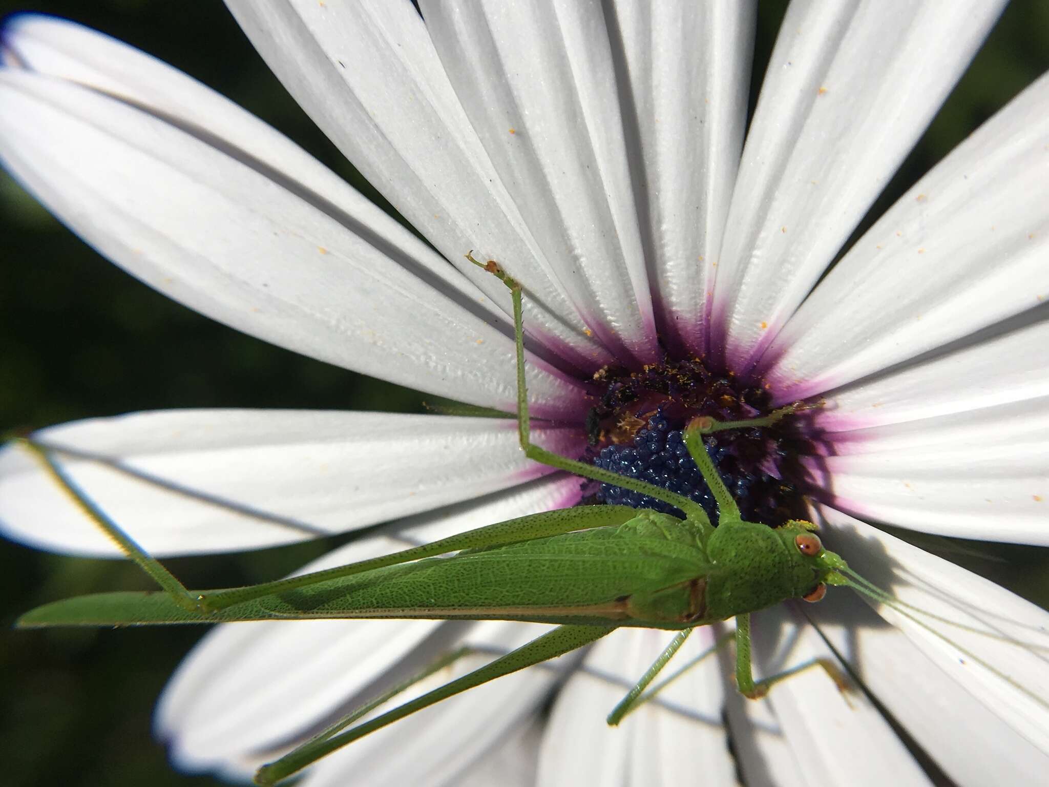 Image of Phaneroptera (Phaneroptera) sparsa Stål 1857