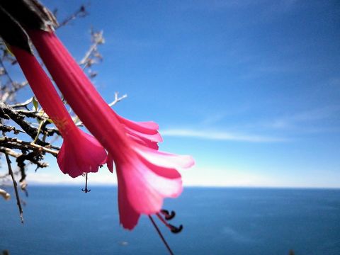 Image of <i>Cantua buxifolia</i> Jussieu ex Lamarck