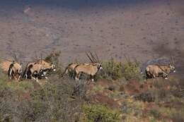 Image of Oryx gazella gazella