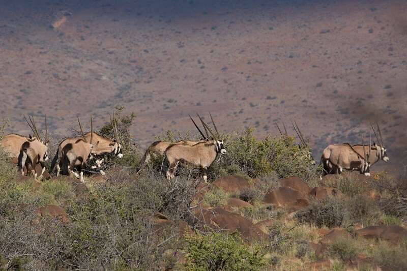 Image of Oryx gazella gazella