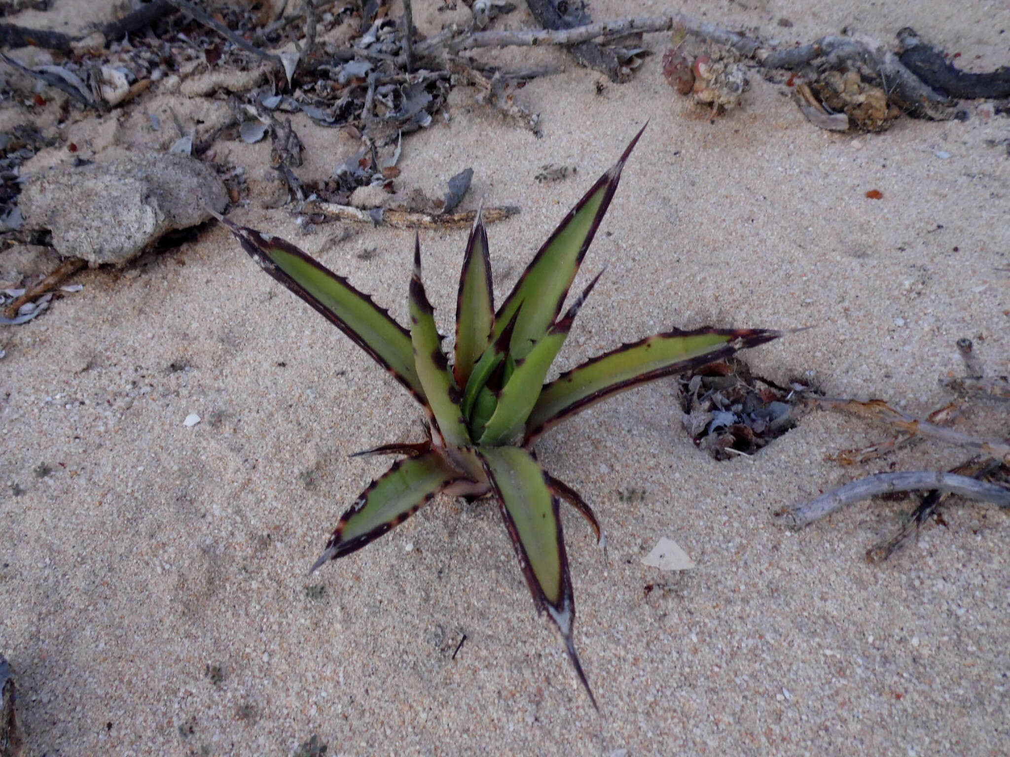 Image of Agave datylio F. A. C. Weber