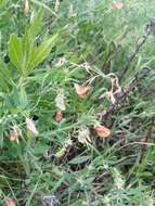 Image of Lathyrus blepharicarpus Boiss.