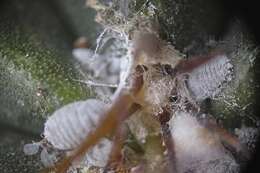 Image of Citrus mealybug