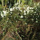 Image de Clematis paniculata J. F. Gmel.