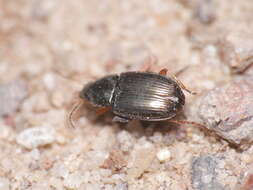 Image of Carabidae