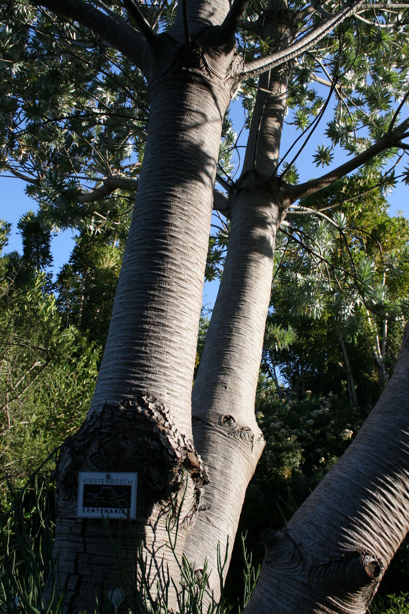 Image de Leucadendron argenteum (L.) R. Br.