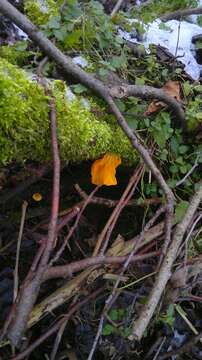 Image of Witches butter