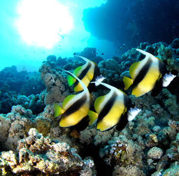 Image of Red Sea Bannerfish