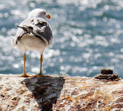 Imagem de Larus michahellis Naumann & JF 1840